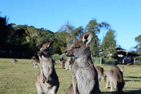 Royal National Park Tour - Attractions Perth 2