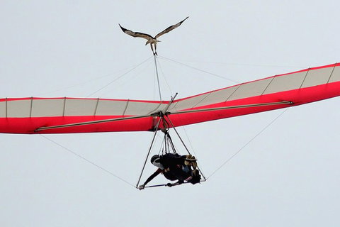 Hang Gliding With HangglideOz - Attractions Perth 0