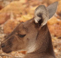 Australian animals Seascape and Sunset Photography Tour - Attractions Perth