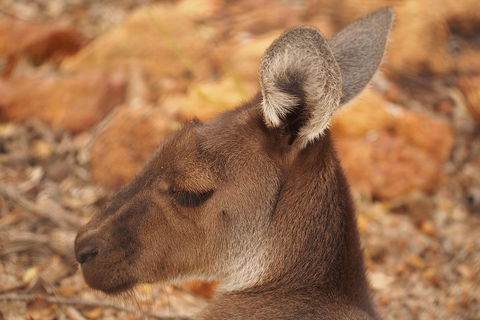 Australian Animals, Seascape And Sunset Photography Tour - Attractions Perth 0