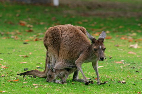 Australian Animals, Seascape And Sunset Photography Tour - Attractions Perth 2