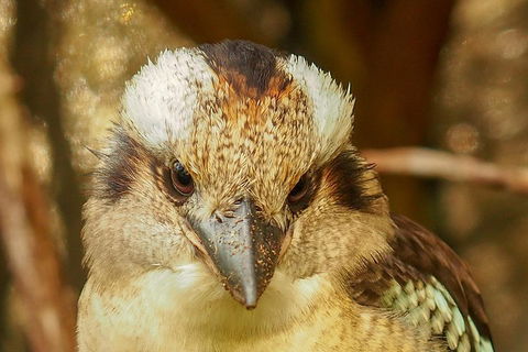 Australian Animals, Seascape And Sunset Photography Tour - Attractions Perth 3