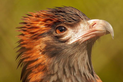 Australian Animals, Seascape And Sunset Photography Tour - Attractions Perth 4