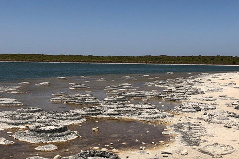 Private Pinnacles Day Tour - Attractions Perth 5