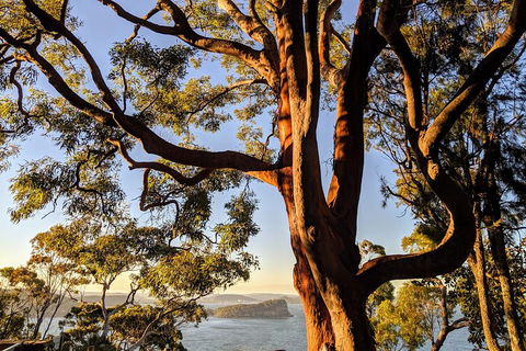 Manly & Sydney's Northern Beaches With 'Personalised Sydney Tours' - Attractions Perth 4