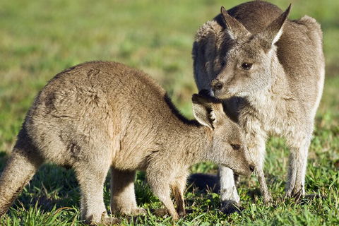 LGBT+ Friendly Full Day Phillip Island Private Tour - Attractions Perth 3