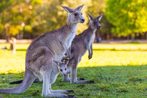 LGBT+ Friendly Full Day Phillip Island Private Tour - Attractions Perth 4