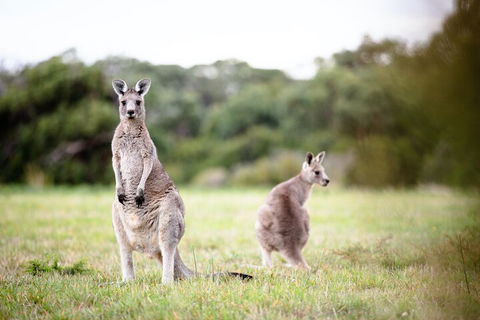 LGBT+ Friendly 3 Day Tour The Grampians, Daylesford & Ballarat - Attractions Perth 2