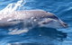 Jervis Bay Dolphin Watch Cruise - thumb 0