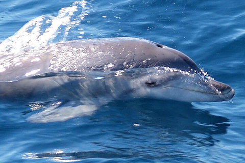 Jervis Bay Dolphin Watch Cruise - Attractions Perth 0