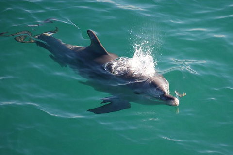 Jervis Bay Dolphin Watch Cruise - Attractions Perth 1