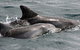 Jervis Bay Dolphin Watch Cruise - thumb 2