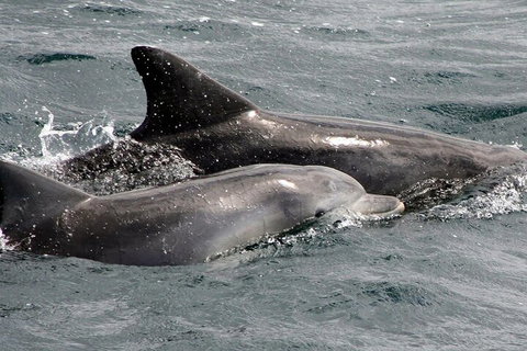 Jervis Bay Dolphin Watch Cruise - Attractions Perth 2