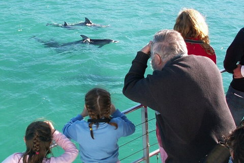 Jervis Bay Dolphin Watch Cruise - Attractions Perth 4
