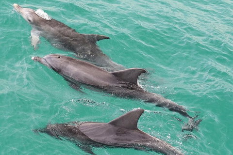 Jervis Bay Dolphin Watch Cruise - Attractions Perth 5