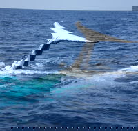 Whale Watching Jervis Bay - Attractions Perth