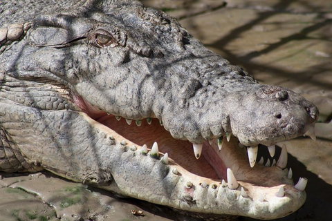 Whitsunday Crocodile Safari Including Lunch - Attractions Perth 1