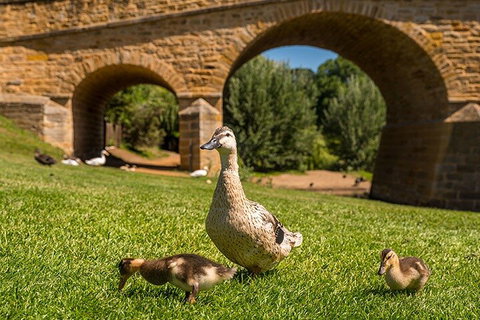 Richmond Historic Afternoon Tour From Hobart - Attractions Perth 1