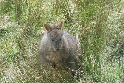 Leven Canyon Day Trip Including Wings Wildlife Park Or Gunns Plains Caves - Attractions Perth 3