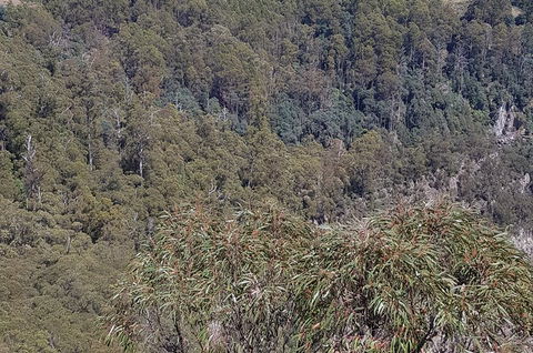 Leven Canyon Day Trip Including Wings Wildlife Park Or Gunns Plains Caves - Attractions Perth 4