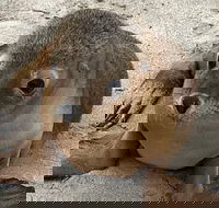 Kangaroo Island Scenic Trail Tour - Attractions Perth