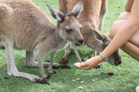 Pinnacles Desert, Koalas And Sandboarding 4WD Day Tour From Perth - Attractions Perth 1