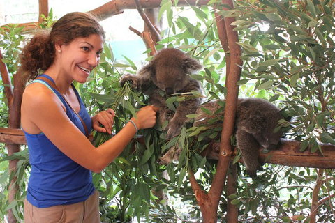 Pinnacles Desert, Koalas And Sandboarding 4WD Day Tour From Perth - Attractions Perth 5