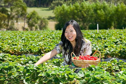 Peninsula Hot Springs Tour With Restaurant Lunch & Gondola Ride - Attractions Perth 5