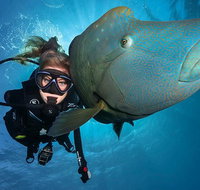 Great Barrier Reef Snorkeling and Diving Cruise from Cairns - Attractions Perth