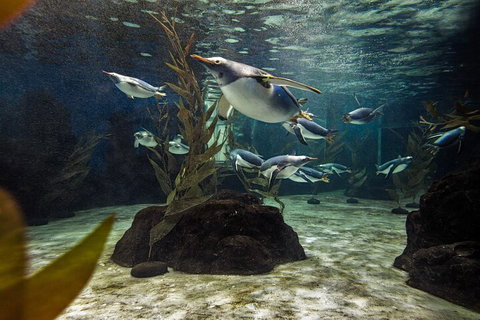 SEA LIFE Sydney Aquarium Entrance Ticket - Attractions Perth 0