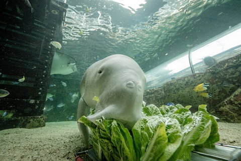 SEA LIFE Sydney Aquarium Entrance Ticket - Attractions Perth 2