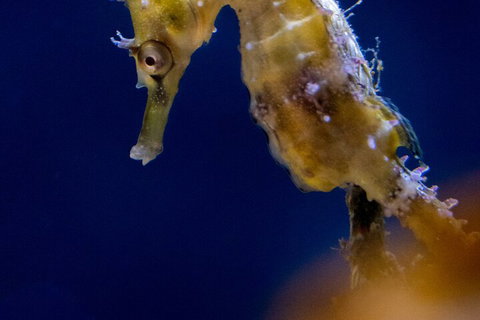 SEA LIFE Sydney Aquarium Entrance Ticket - Attractions Perth 4