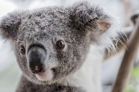 Ultimate Sydney Pass - Attractions Perth 2