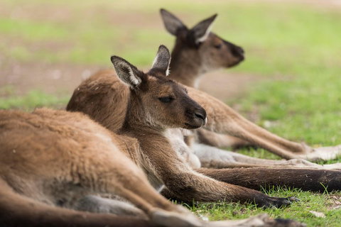 Private Ballarat And Sovereign Hill Tour From Melbourne - Attractions Perth 0