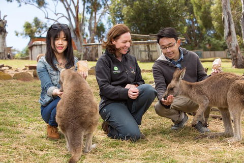 Bonorong Wildlife Park And Richmond Afternoon Tour From Hobart - Attractions Perth 1