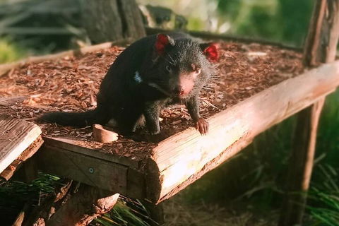 Bonorong Wildlife Park And Richmond Afternoon Tour From Hobart - Attractions Perth 4