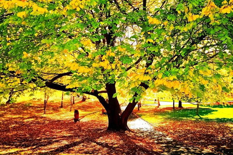 Hobart Half-Day Sightseeing Coach Tram Tour - Attractions Perth 3