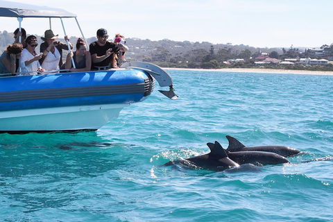 Seal Island Boat Tour From Victor Harbor - Attractions Perth 5