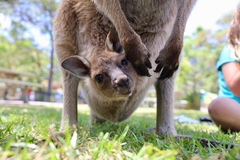 Luxury Hunter Valley Wildlife, Wine & Vodka Tasting Tour From Sydney - Attractions Perth 3