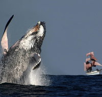 Sydney Harbour Tall Ship Whale  Sail - Whale Watching Cruise - Attractions Perth