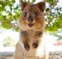 Discover Rottnest with Ferry  Bus Tour from Perth or Fremantle - Attractions Perth