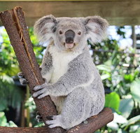 Cairns ZOOM and Wildlife Dome - Attractions Perth