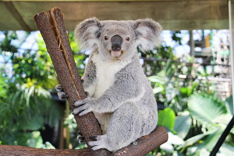 Cairns ZOOM And Wildlife Dome - Attractions Perth 0