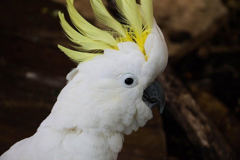 Cairns ZOOM And Wildlife Dome - Attractions Perth 2