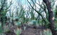 NEW TOUR - Kangaroo Island Road To Recovery Tour (1 Day/1 Night) - thumb 3
