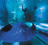 Snorkel with Sharks at AQWA - Attractions Perth
