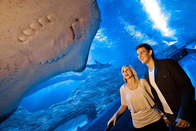 Dive with Sharks at AQWA