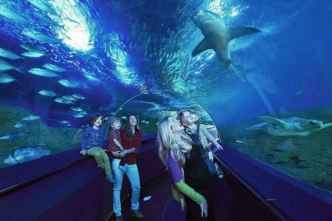 Dive With Sharks At AQWA - Attractions Perth 5