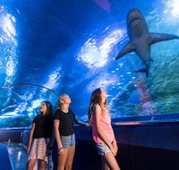 Lunch and General Admission Entry at AQWA - Attractions Perth