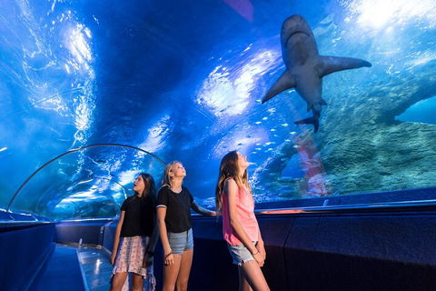 Lunch And General Admission Entry At AQWA - Attractions Perth 0